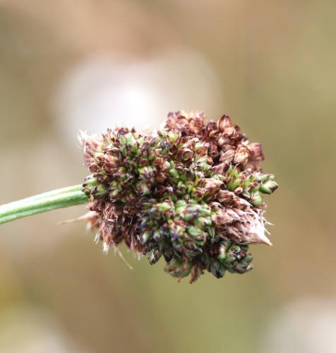Jaapiella schmidti
